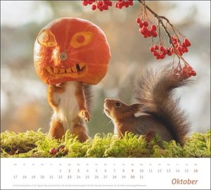 times&more Eichhörnchen Bildkalender 2022