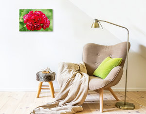 Premium Textil-Leinwand 45 cm x 30 cm quer Pelargonien Zauber - Pelargonium Pink Rambler