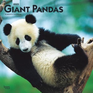 Giant Pandas 2023 Square