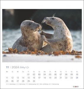 Robby & Co Postkartenkalender 2024. Robben und Seehunde in natürlicher Umgebung in einem kleinen Kalender. Postkarten-Fotokalender für Tierfreunde zum Aufstellen oder Aufhängen