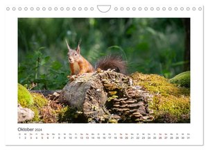 Slowenien - Wilde Bären und zauberhafte Natur (Wandkalender 2024 DIN A4 quer), CALVENDO Monatskalender