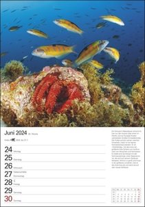 Wunder der Meere Wochenplaner 2024. Ein Wand-Kalender 2024 zum Eintragen und Staunen! Terminkalender mit atemberaubenden Fotos von Meeresbewohnern und Infos zu ihrem Leben