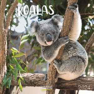 Koala Bären 2024