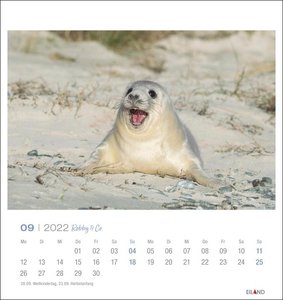 Robby & Co. Postkartenkalender 2022