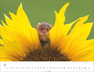 Heimische Wildtiere 2026