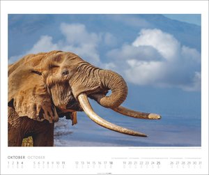 Elefanten Kalender 2026