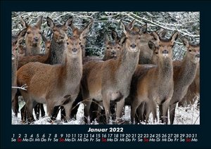 Wildtier Kalender 2022 Fotokalender DIN A5