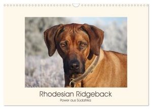 Rhodesian Ridgeback Power aus Südafrika (Wandkalender 2024 DIN A3 quer), CALVENDO Monatskalender
