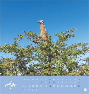 Erdmännchen Postkartenkalender 2026
