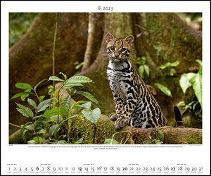 Regenwald 2023 - Bild-Kalender - Poster-Kalender - 60x50