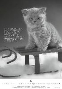 Der poetische Katzenkalender 2023 - Bild-Kalender 23,7x34 cm - mit schönen Zitaten - schwarz-weiß - Wandkalender - mit Platz für Notizen - Alpha Edition