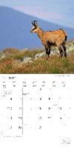 Wald und Flur 2023 - Broschürenkalender 30x30 cm (30x60 geöffnet) - Kalender mit Platz für Notizen - Forest Animals - Bildkalender - Wandkalender