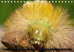 Tierische Momentaufnahmen (Tischkalender 2021 DIN A5 quer)