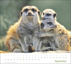 times&more Erdmännchen Bildkalender 2022