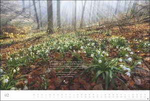 Der deutsche Wald - Ein literarischer Spaziergang Kalender 2024. Inspirierende Fotos deutscher Wälder mit Zitaten bekannter Klassiker. Großer Wandkalender 2024.