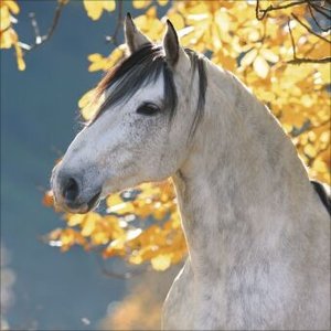 Horses 2025