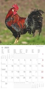 Alpha Edition - Hühner 2025 Broschürenkalender, 30x30cm, Kalender mit hochwertigen Hühner-Bildern, Mondphasen, Notizmöglichkeiten, Ferientermine DE/AT/CH und internationales Kalendarium