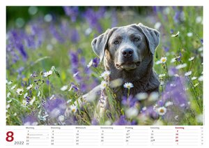 Hunde 2022 Bildkalender A3 quer - Oliver Giel