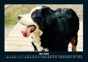 Haustierkalender 2022 Fotokalender DIN A4