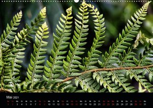 Farne - Filigrane Schönheiten (Wandkalender 2021 DIN A2 quer)