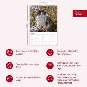 Katzen Kalender 2026