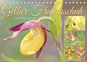 Gelber Frauenschuh (Tischkalender 2023 DIN A5 quer)