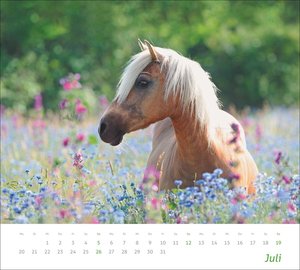 times&more Pferde Bildkalender 2026