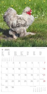 Alpha Edition - Hühner 2025 Broschürenkalender, 30x30cm, Kalender mit hochwertigen Hühner-Bildern, Mondphasen, Notizmöglichkeiten, Ferientermine DE/AT/CH und internationales Kalendarium