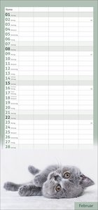 times&more Katzen Familienplaner 2026