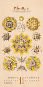 Kunst-Formen der Natur - Ernst Haeckel Kalender 2023