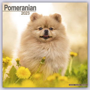 Pomeranians - Zwergspitze 2023 - 16-Monatskalender
