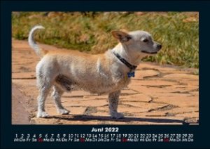 Der Hundekalender 2022 Fotokalender DIN A5