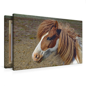 Premium Textil-Leinwand 75 cm x 50 cm quer Ein Pferd mit blauen Augen