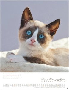 Katzenkinder Posterkalender 2022