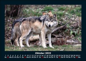 Wildtier Kalender 2022 Fotokalender DIN A5