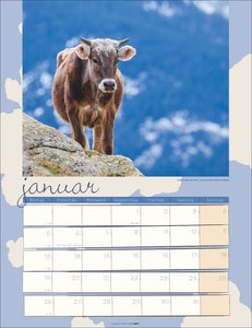 Kuh Kalender 2026