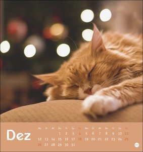 Tierisch entspannte Katzen Postkartenkalender 2022