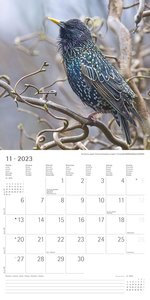 Vögel 2023 - Broschürenkalender 30x30 cm (30x60 geöffnet) - Kalender mit Platz für Notizen - Birds - Bildkalender - Wandkalender - Vogelkalender