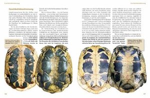 Das Schildkrötenjahr