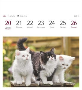Katzen Postkartenkalender 2024. Jede Woche ein süßes Kätzchen im Postkarten-Fotokalender. Tischkalender für Katzenfans, mit 53 Postkarten zum Sammeln und Verschicken. Auch zum Aufhängen