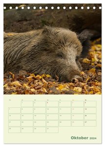 Waldmomente (Tischkalender 2024 DIN A5 hoch), CALVENDO Monatskalender