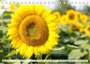 Sonnenblumen. Das Strahlen des Sommers (Tischkalender 2023 DIN A5 quer)