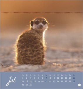 Erdmännchen Postkartenkalender 2024. Jeden Monat eine süße Postkarte. Fotokalender für Tierfreunde. Kleiner Tischkalender zum Aufstellen und Aufhängen im Postkartenformat.