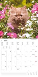 Katzenbabys 2025 - Broschürenkalender 30x30 cm (30x60 geöffnet) - Kalender mit Platz für Notizen - Wandkalender - Wandplaner - Katzenkalender