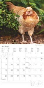 Alpha Edition - Hühner 2025 Broschürenkalender, 30x30cm, Kalender mit hochwertigen Hühner-Bildern, Mondphasen, Notizmöglichkeiten, Ferientermine DE/AT/CH und internationales Kalendarium