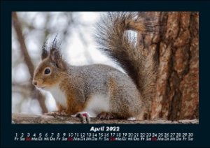 Tierkalender 2022 Fotokalender DIN A5