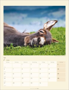 Esel Kalender 2026