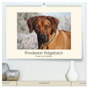 Rhodesian Ridgeback Power aus Südafrika (hochwertiger Premium Wandkalender 2024 DIN A2 quer), Kunstdruck in Hochglanz