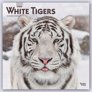 White Tigers - Weiße Tiger 2023 - Monatskalender