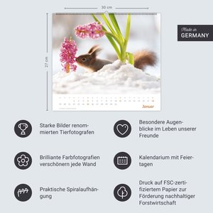 times&more Eichhörnchen Bildkalender 2026
